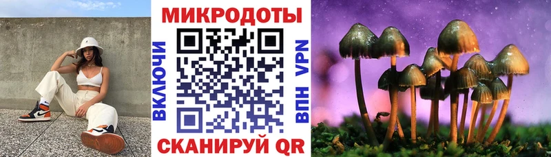 где найти   Ленинградская  Псилоцибиновые грибы Psilocybe 